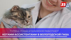 Гуляш, Гоша и Манюня работают котами-ассистентами в Вологодской ГМХА