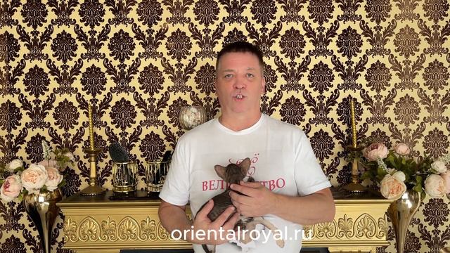 Порода Петерболд