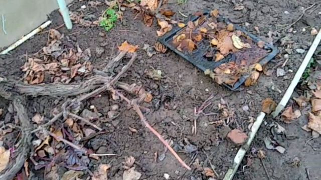 Виноград Подмосковья, подготовка кустов винограда к зиме