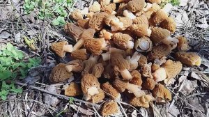В лес за сморчками - грибы зовут