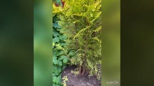 Купила желтые туи в питомнике, показываю и рассказываю чем обрабатываю.