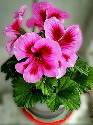 Пеларгония-Жизнь-и-смерть-_42.mp4