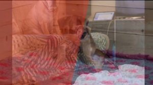 Щенки кадебо (ка де бо) 8 недель