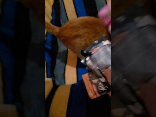 Что будете кушать?!