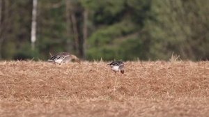 Дикие гуси на кормовом поле в Московской области.