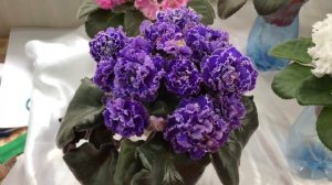 Красивые сорта фиалок(Выпуск №12)