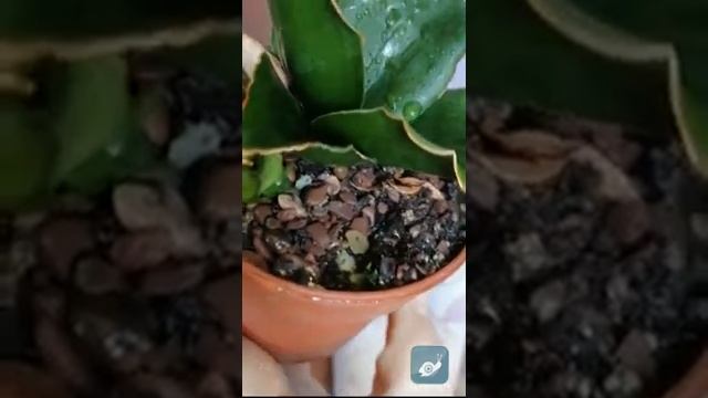 STAR ROSE МОЯ САНСИВЕРИЯ БЕЗ СЕРДЦЕВИНЫ, НО С ДЕТЬМИ... 25.10.2022 смотреть онлайн