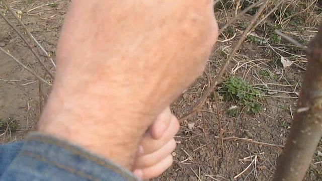 Прививка абрикоса смотреть онлайн