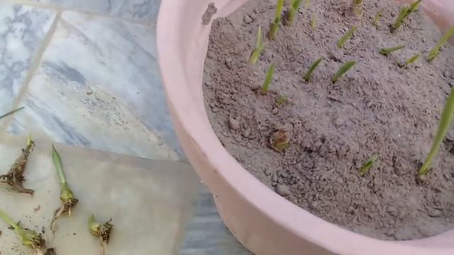 How to grow Tuberose from Bulb | Rajnigandha | How to Care Polianthes Tuberosa смотреть онлайн