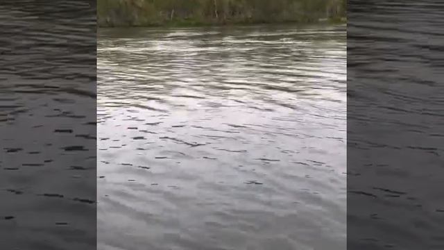 Камчатка река большая рыбалка на чавычу