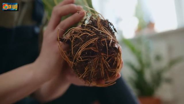 Лучшие стимуляторы роста растений / Для чего они предназначены и в каких случаях применяются