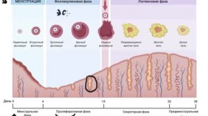 Менструальный цикл
