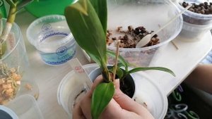 Дендрофаленопсис, уход и посадка🌺😍🌺😍🌺