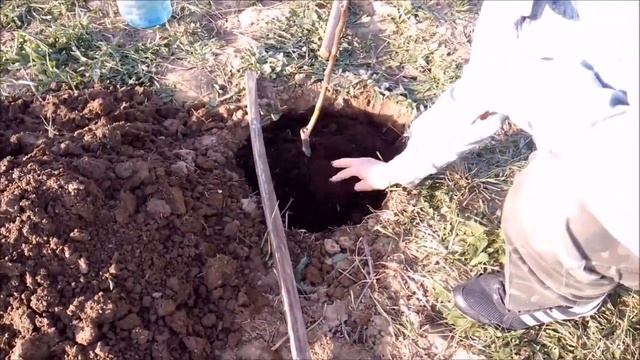 как посадить яблоню / посадка яблони весной