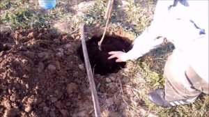 как посадить яблоню / посадка яблони весной