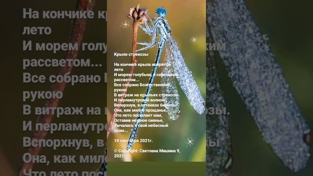 Стихи. Светлана Мишина. На кончике крыла