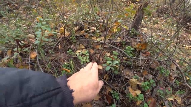 ЗАКРЫЛ ГРИБНОЙ СЕЗОН 2023 ПОЛНОЙ КОРЗИНОЙ / ПО ГРИБЫ В ПЕРМСКОМ КРАЕ смотреть онлайн