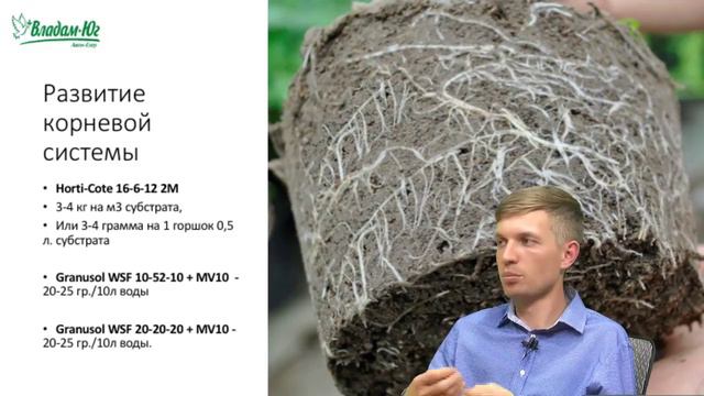 Секреты выращивания высокорослого томата в теплице