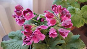 Особенности выращивания королевской пеларгонии