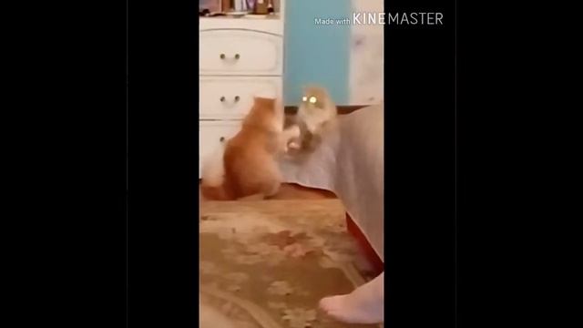 Непонятное поведение кота