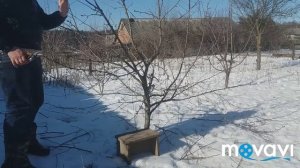 Обрезка груши / pruning pears / Сорт Талгарская Красавица и Бере Боск Масляная.