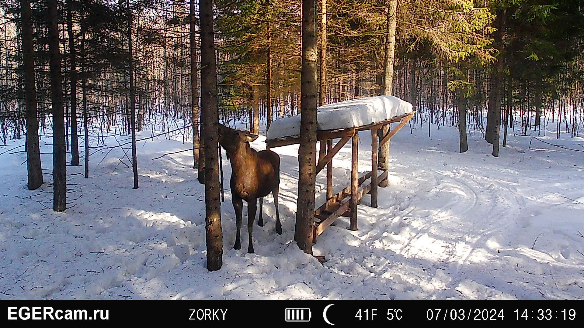 Лоси. На безосиньи и елка осина )
Всегда свежие фото и видео с фотоловушек Егерькам.