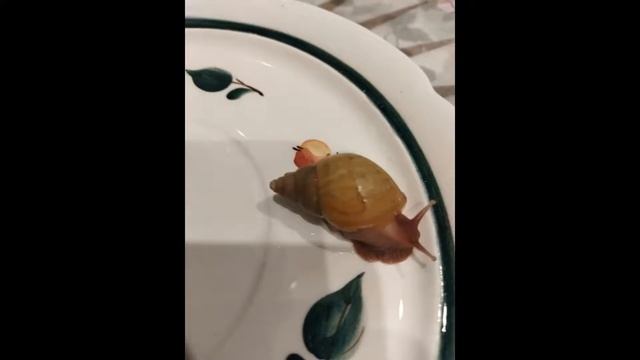 Ахатины смотреть онлайн