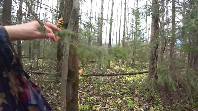 Поход за грибами 20окт 2018г(2) Море рядовок и зимних!!! смотреть онлайн