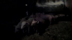 Болезни маленьких поросят,повреждение кожи глубокий порез.