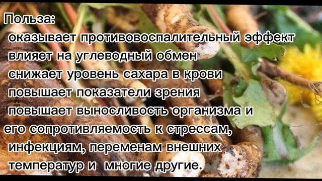 Женьшень полезные свойства и противопоказания