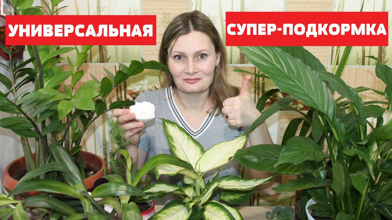 БЕСПЛАТНАЯ ПОДКОРМКА для БЕШЕНОГО РОСТА комнатных растений
