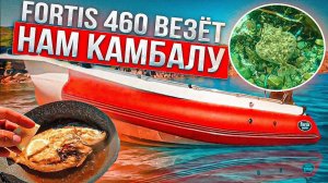 Fortis 460 везёт нам камбалу