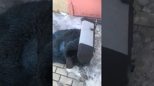 Замена сиденья на маз 5440 смотреть онлайн