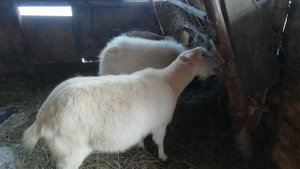 Запуск козы перед окотом.