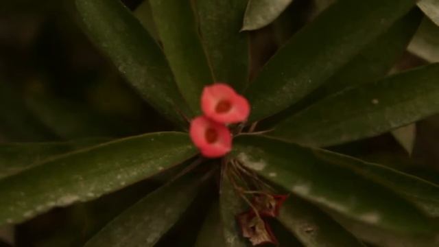 canon 1100d video test with ML смотреть онлайн