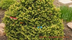 Ель обыкновенная Олендорфи (picea abies ohlendorffii) ? обзор: как сажать, саженцы ели Олендорфи