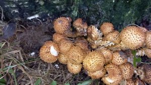 Королевские опята в гостях у дачника