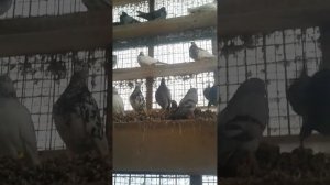 голуби в менделеевске бабочки и высоколетные венгры