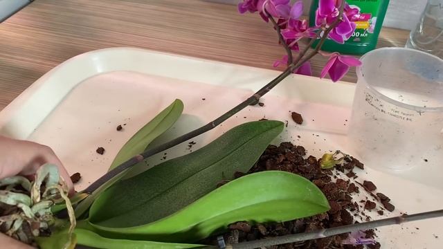 ОРХИДЕЯ уценка МУКОЛЛА обзор после магазина за 199 руб стимулирую ОБРЕЗАЮ листья орхидеи цветоносы смотреть онлайн