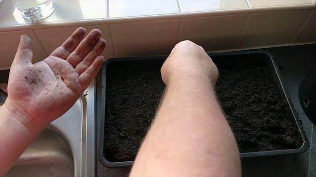 HOW TO GROW PELARGONIUM FROM SEED PART I смотреть онлайн