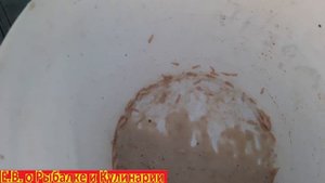 Хватит платить за опарыша для рыбалки.Как разводить крупного опарыша,за один раз хватит на все лето