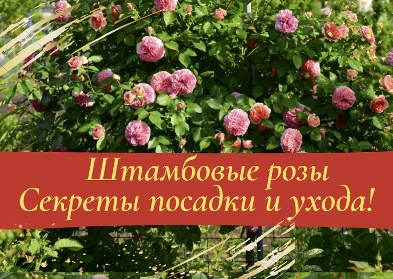 Штамбовые розы. Секреты посадки и ухода!