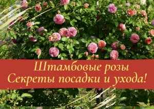 Штамбовые розы. Секреты посадки и ухода!