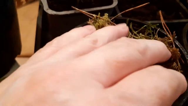 Посев огурцов в мох сфагнум