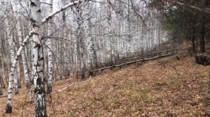 Охота на зайца осенью