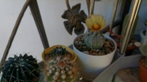 Гимнокалициум - благодарный кактус😊 #gymnocalycium friedrichii #cactus