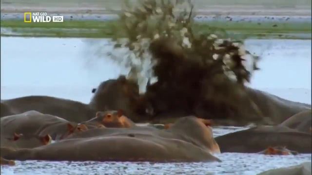 Странная Дружба Животных смотреть онлайн