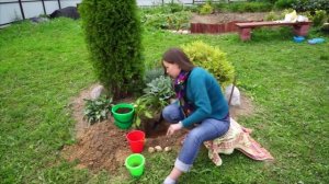 Как посадить луковицы рябчика императорского