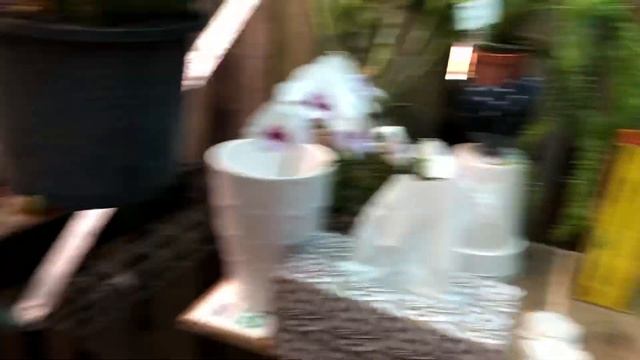 Мои методы борьбы с вредителями орхидей ???? смотреть онлайн