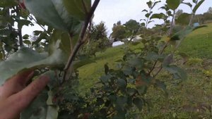 Сорт яблони Хоней Крисп (honeycrisp apples) и его клоны.